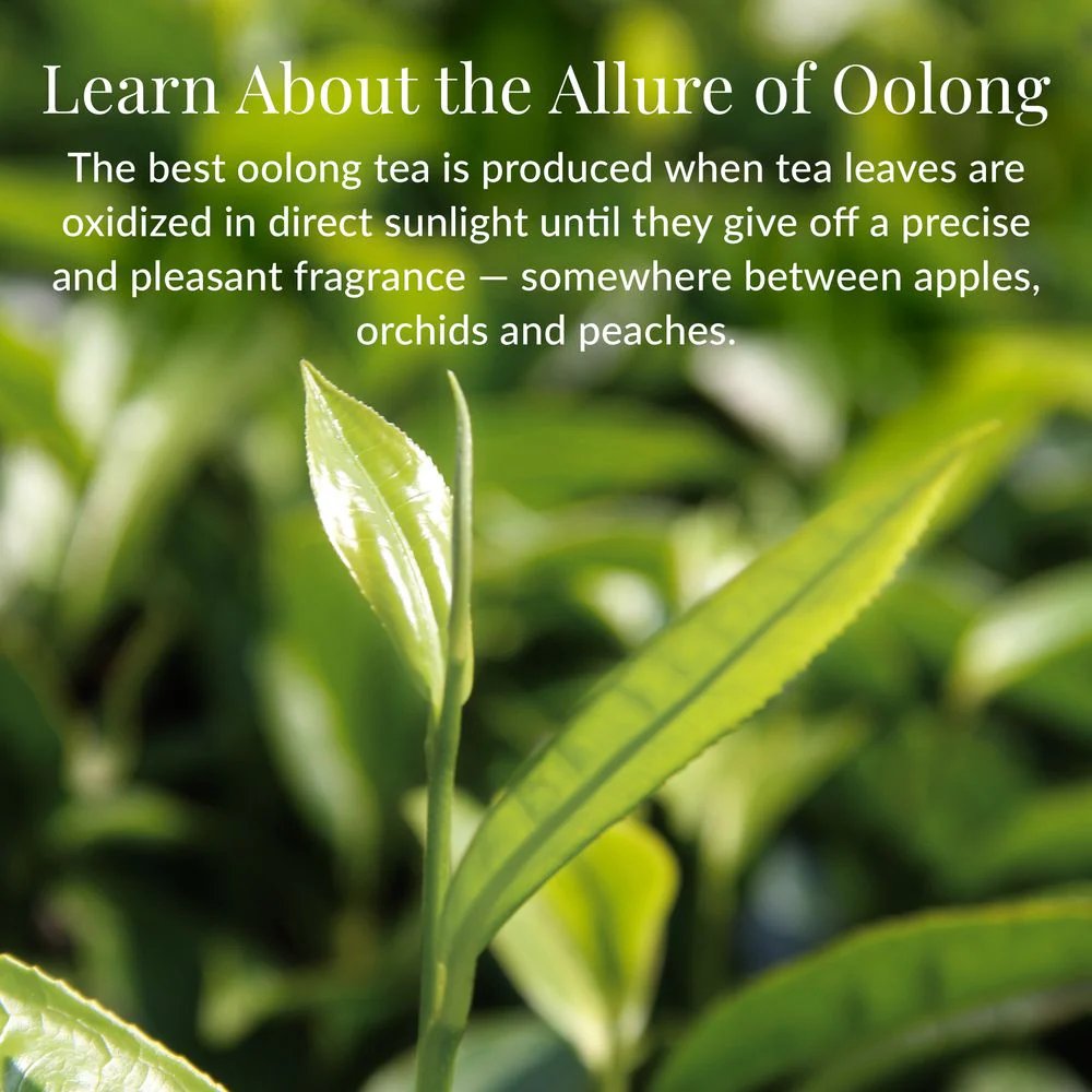 Milk Oolong Full-Leaf Tea - Image 5