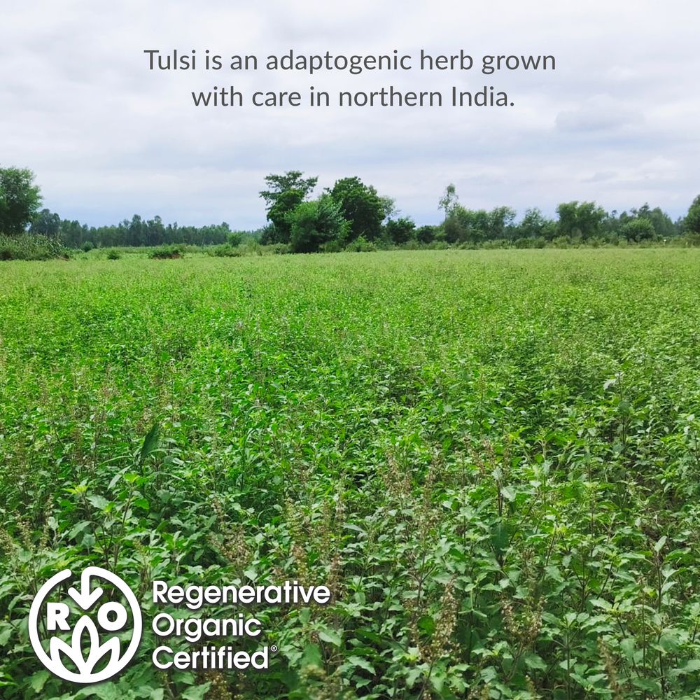 Regenerative Organic Certified® Tulsi Herbal Tea Bags - Image 3